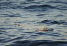 Seebestattungen in der Ostsee: Eine würdevolle Ruhestätte im Einklang mit der Natur