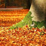 Baumbestattung im Friedwald oder Ruheforst